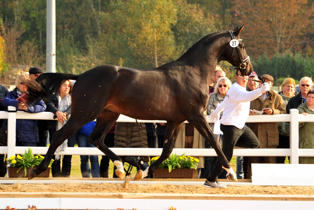 2jhriger Hengst Under and Over von Saint Cyr u.d. Pr.St. Under the moon v. Easy Game - Foto: Beate Langels - Trakehner Gestt Hmelschenburg