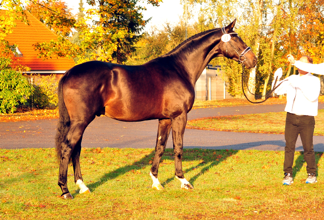 2jhriger Hengst Under and Over von Saint Cyr u.d. Pr.St. Under the moon v. Easy Game - Foto: Beate Langels - Trakehner Gestt Hmelschenburg