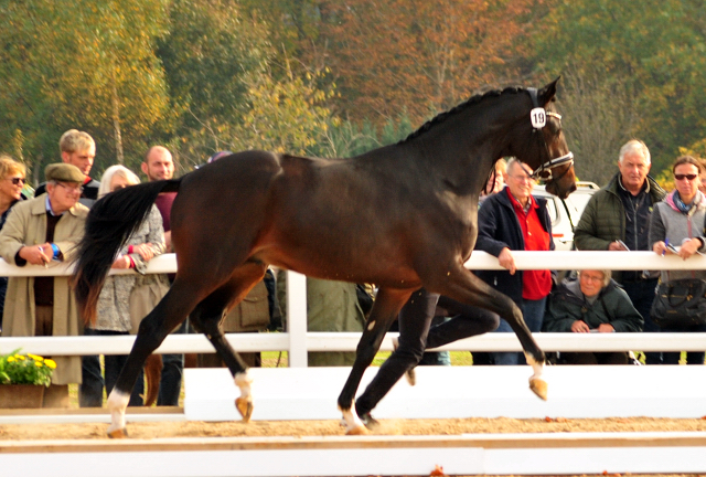 Goldwert von Le Rouge u.d. Pr. u. StPrSt. Grace Note v. Alter Fritz , Foto: Beate Langels