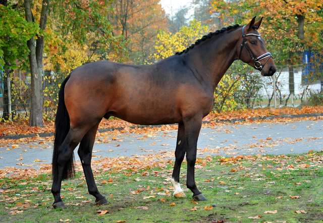 Special Motion von High Motion x Imperio  - Gestt Hmelschenburg - Foto: Beate Langels