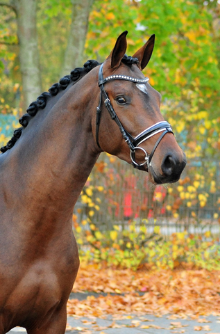 Special Motion von High Motion x Imperio  - Gestt Hmelschenburg - Foto: Beate Langels