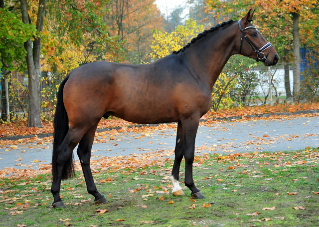 Special Motion von High Motion x Imperio  - Gestt Hmelschenburg - Foto: Beate Langels