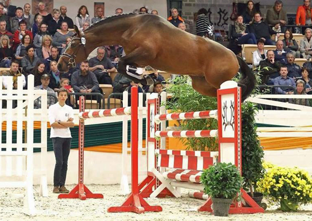 Special Motion von High Motion x Imperio  - Gestt Hmelschenburg - Beate Langels