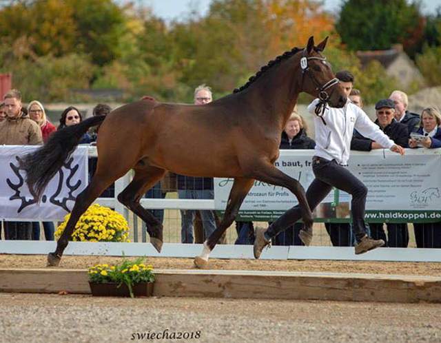 Special Motion von High Motion x Imperio  - Gestt Hmelschenburg - Foto: Sigrun Wiecha