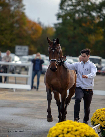 Special Motion von High Motion x Imperio  - Gestt Hmelschenburg - Foto: Sigrun Wiecha