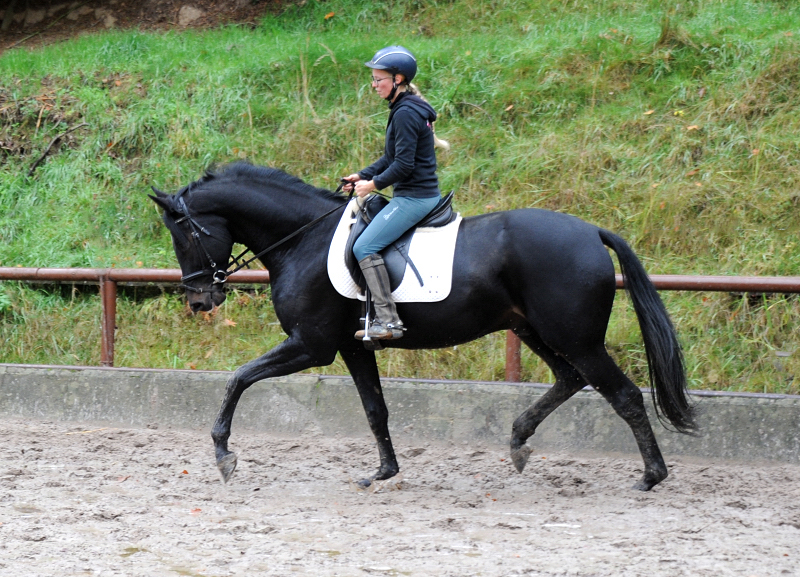 Highclere v. Saint Cyr (4j hrig) - Trakehner Gest t H melschenburg - Foto: Beate Langels