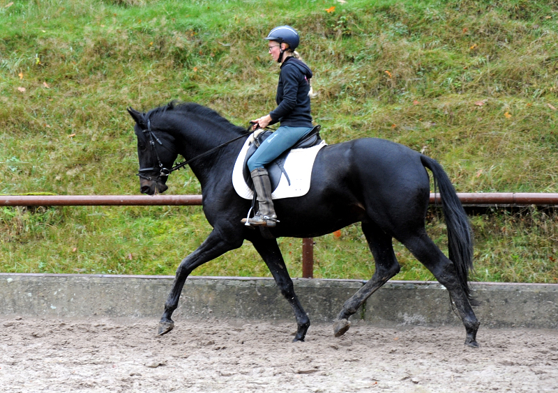 Highclere v. Saint Cyr (4j hrig) - Trakehner Gest t H melschenburg - Foto: Beate Langels