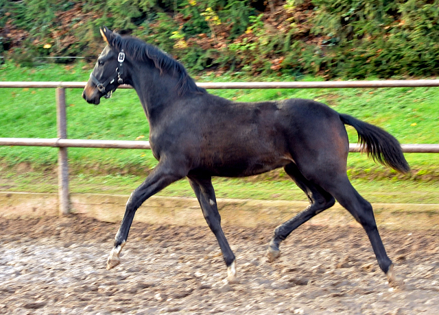 Hengstfohlen von Saint Cyr u.d. Pr.St. Under the moon v. Easy Game - Foto: Beate Langels - Trakehner Gestt Hmelschenburg