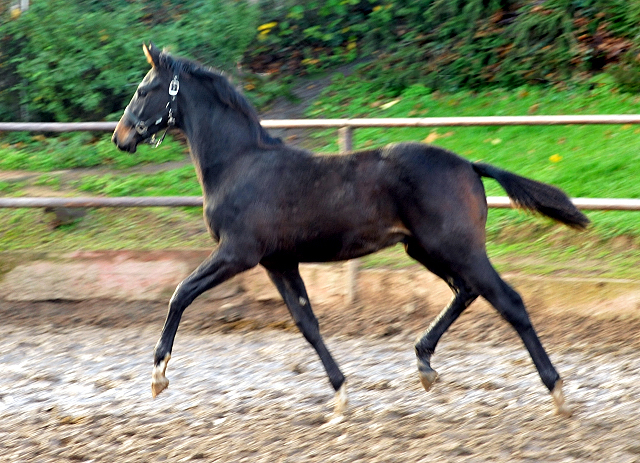 Hengstfohlen von Saint Cyr u.d. Pr.St. Under the moon v. Easy Game - Foto: Beate Langels - Trakehner Gestt Hmelschenburg