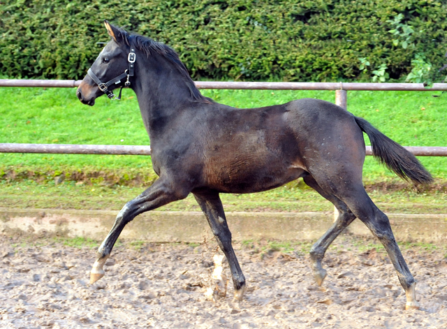 Hengstfohlen von Saint Cyr u.d. Pr.St. Under the moon v. Easy Game - Foto: Beate Langels - Trakehner Gestt Hmelschenburg