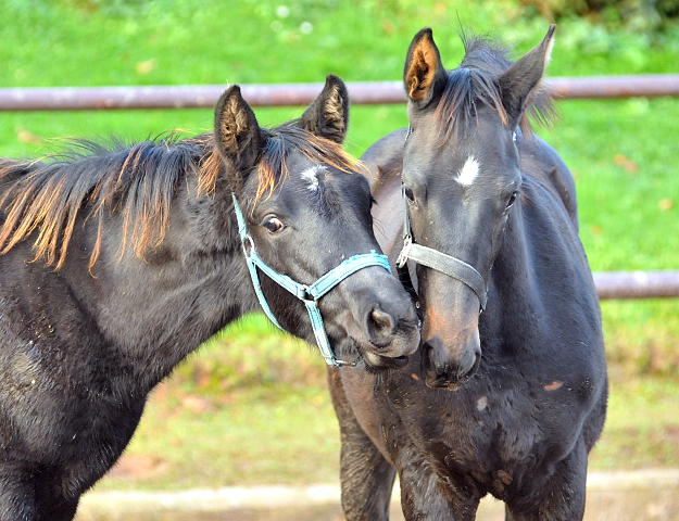 Hengstfohlen von Saint Cyr u.d. Pr.St. Under the moon v. Easy Game - Foto: Beate Langels - Trakehner Gestt Hmelschenburg