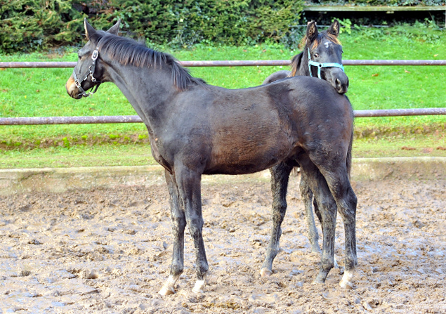 Hengstfohlen von Saint Cyr u.d. Pr.St. Under the moon v. Easy Game - Foto: Beate Langels - Trakehner Gestt Hmelschenburg