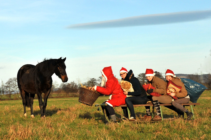 Weihnachtszeit im Trakehner Gestt Hmelschenburg - Foto: Beate Langels