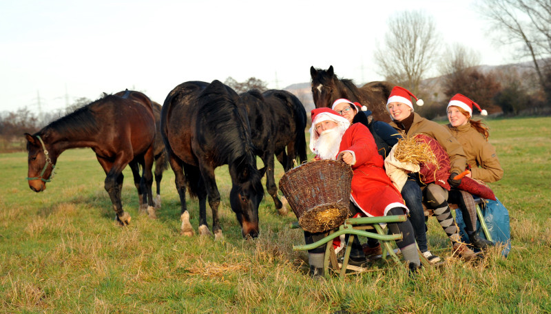 Weihnachtszeit im Trakehner Gestt Hmelschenburg - Foto: Beate Langels