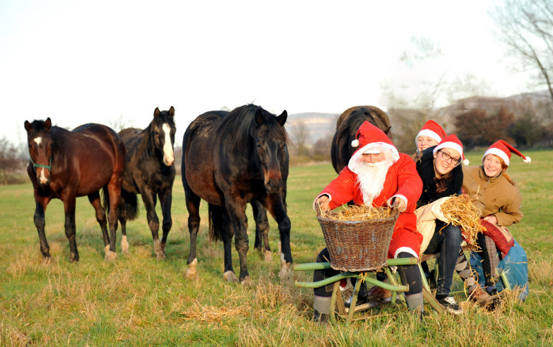 Weihnachtszeit im Trakehner Gestt Hmelschenburg - Foto: Beate Langels