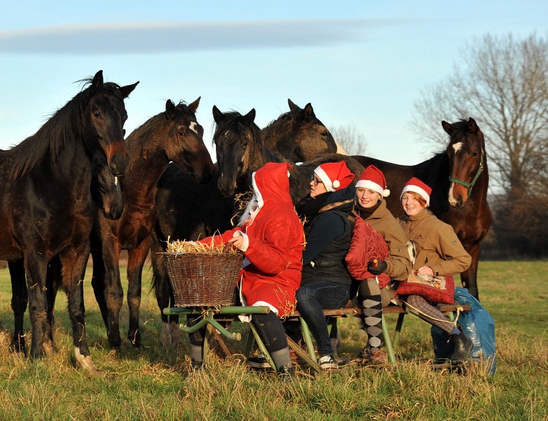 Weihnachtszeit im Trakehner Gestt Hmelschenburg - Foto: Beate Langels