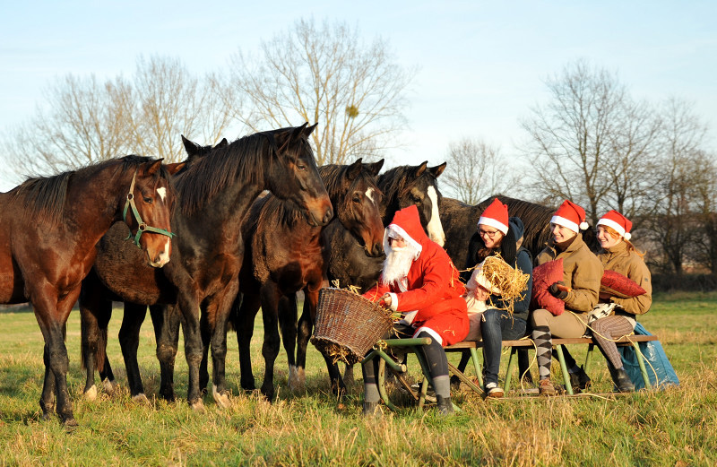 Weihnachtszeit im Trakehner Gestt Hmelschenburg - Foto: Beate Langels