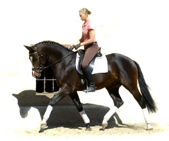 Trakehner Prmienhengst SAINT CYR von Kostolany u.d. Elitestute Schwalbenspiel v. Exclusiv - Foto: Beate Langels - Trakehner Gestt Hmelschenburg