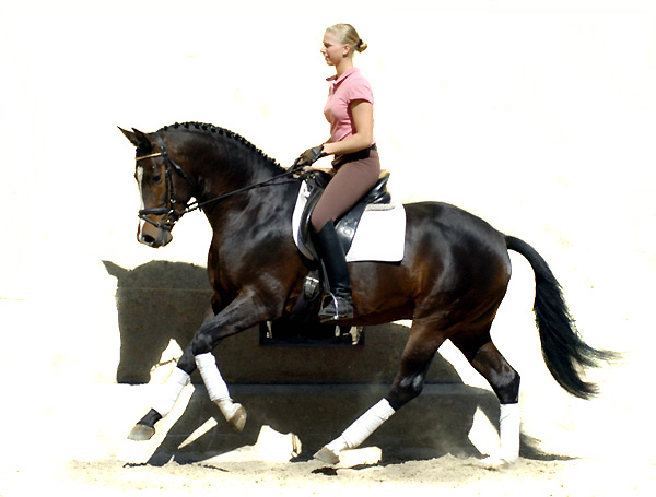 Trakehner Prmienhengst SAINT CYR von Kostolany u.d. Elitestute Schwalbenspiel v. Exclusiv - Foto: Beate Langels - Trakehner Gestt Hmelschenburg