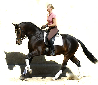 Trakehner Prmienhengst SAINT CYR von Kostolany u.d. Elitestute Schwalbenspiel v. Exclusiv - Foto: Beate Langels - Trakehner Gestt Hmelschenburg