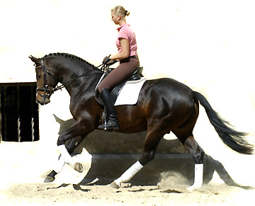 Trakehner Prmienhengst SAINT CYR von Kostolany u.d. Elitestute Schwalbenspiel v. Exclusiv - Foto: Beate Langels - Trakehner Gestt Hmelschenburg