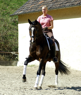 Trakehner Prmienhengst SAINT CYR von Kostolany u.d. Elitestute Schwalbenspiel v. Exclusiv - Foto: Beate Langels - Trakehner Gestt Hmelschenburg