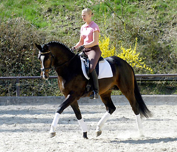 Trakehner Prmienhengst SAINT CYR von Kostolany u.d. Elitestute Schwalbenspiel v. Exclusiv - Foto: Beate Langels - Trakehner Gestt Hmelschenburg