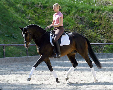 Trakehner Prmienhengst SAINT CYR von Kostolany u.d. Elitestute Schwalbenspiel v. Exclusiv - Foto: Beate Langels - Trakehner Gestt Hmelschenburg