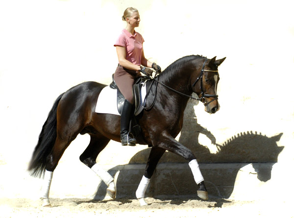 Trakehner Prmienhengst SAINT CYR von Kostolany u.d. Elitestute Schwalbenspiel v. Exclusiv - Foto: Beate Langels - Trakehner Gestt Hmelschenburg