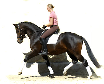 Trakehner Prmienhengst SAINT CYR von Kostolany u.d. Elitestute Schwalbenspiel v. Exclusiv - Foto: Beate Langels - Trakehner Gestt Hmelschenburg