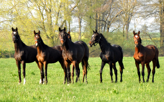 Die Ein- u. Zweijhrigen Hengste genieen den ersten Tag der Weidesaison 2015 - Foto Beate Langels - Gestt Hmelschenburg