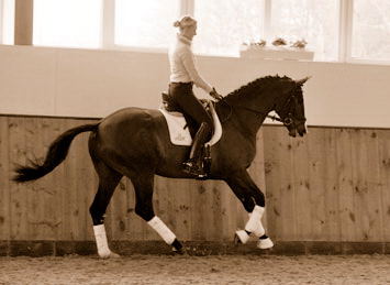 3jhriger Trakehner Hengst Grand Corazon v. Symont x Red Patrick xx geritten von Kira Ripphoff - Foto: Beate Langels - Trakehner Gestt Hmelschenburg