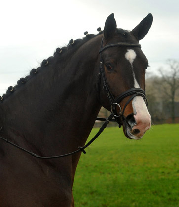 3jhriger Trakehner Hengst Grand Corazon v. Symont x Red Patrick xx geritten von Kira Ripphoff - Foto: Beate Langels - Trakehner Gestt Hmelschenburg