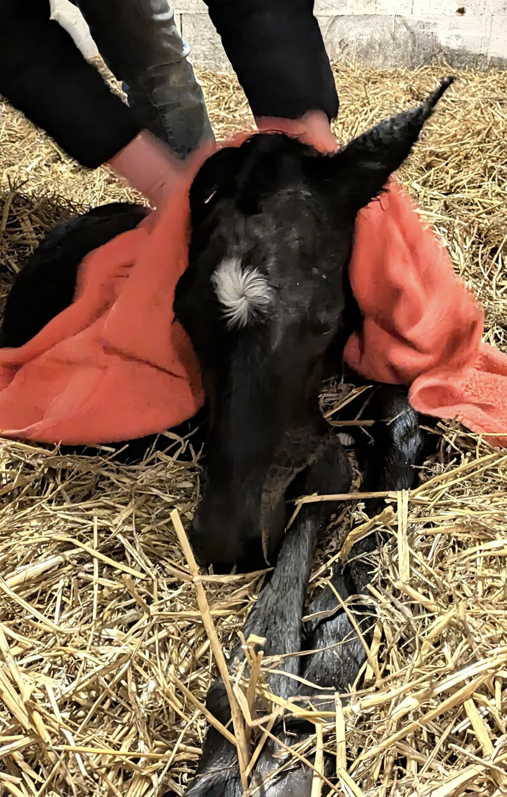 Vinecia - Stutfohlen v. Hopkins u.d. Valentine v. High Motion - Foto: Sabine Beyer - Trakehner Gest�t H�melschenburg