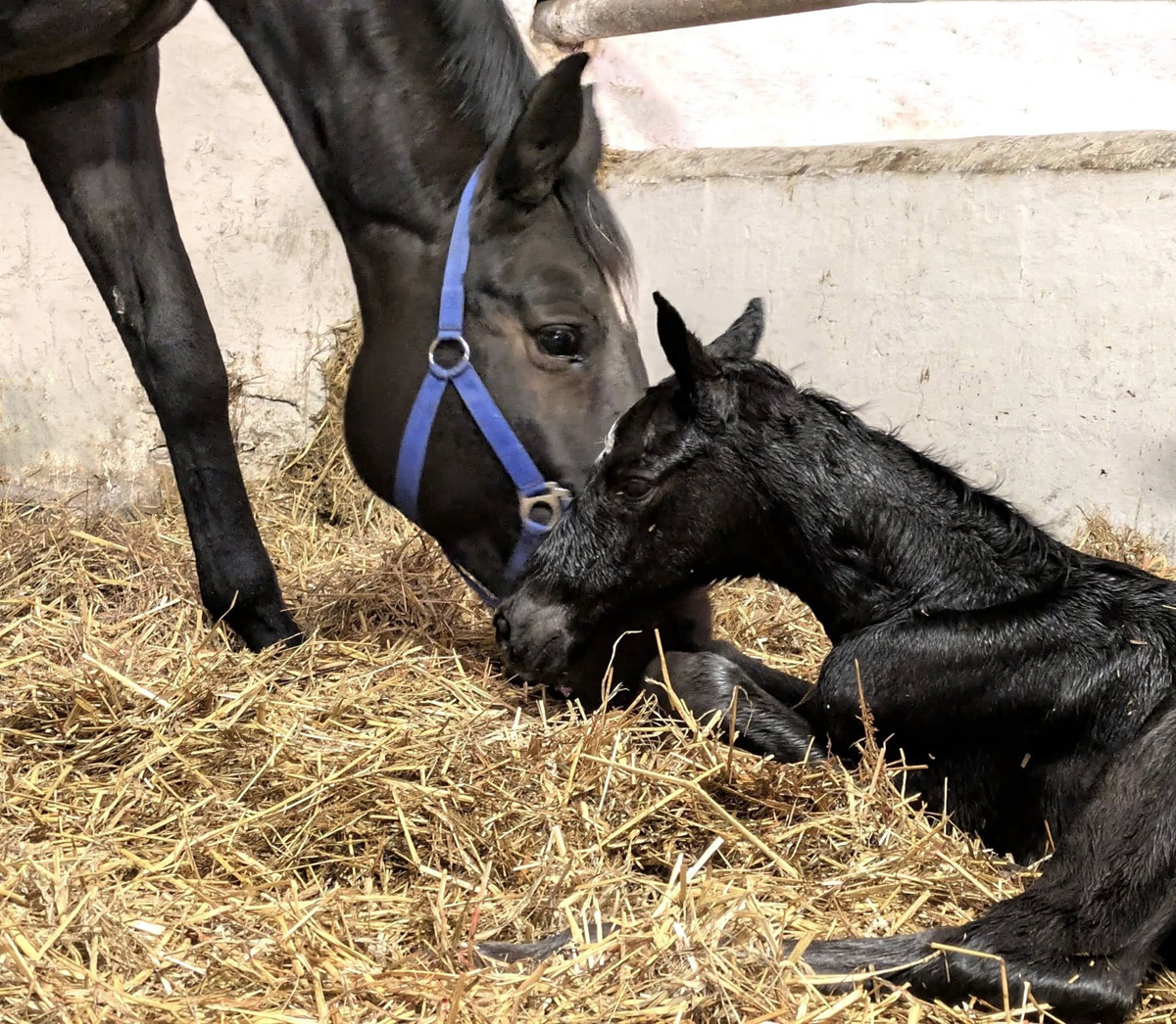 Vinecia - Stutfohlen v. Hopkins u.d. Valentine v. High Motion - Foto: Sabine Beyer - Trakehner Gest�t H�melschenburg