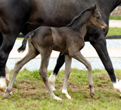 Stutfohlen von Saint Cyr u.d. Greta Garbo, Foto: Beate Langels - Gestüt Hämelschenburg