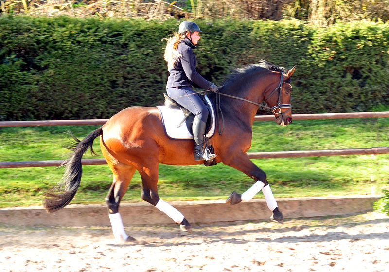 Trakehner Hengst Karakallis von High Motion x Hofrat x Arogno - Trakehner Gestt Hmelschenburg - Foto: Beate Langels