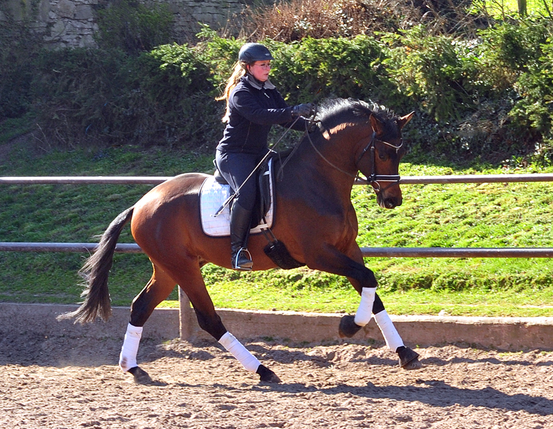 Trakehner Hengst Karakallis von High Motion x Hofrat x Arogno - Trakehner Gestt Hmelschenburg - Foto: Beate Langels