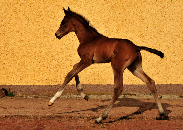 Trakehner Hengstfohlen von High Motion u.d. Greta Garbo v. Alter Fritz, Gestt Hmelschenburg - Beate Langels