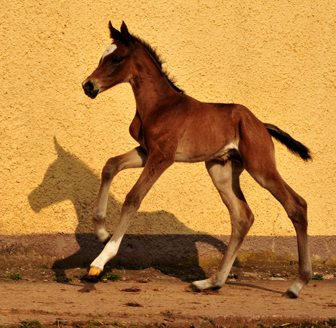 Trakehner Hengstfohlen von High Motion u.d. Greta Garbo v. Alter Fritz, Gestt Hmelschenburg - Beate Langels