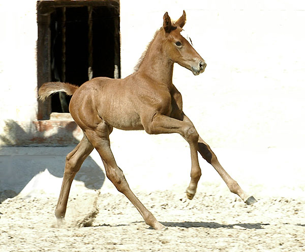 Hengstfohlen von Leonidas - Encrico Caruso (6 Tage alt) - Trakehner Gestt Hmelschenburg Beate Langels