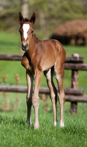 Trakehner Hengstfohlen von Oliver Twist u.d. u.d. Pr.St. Hannah v. Freudenfest - Foto: Ltteken