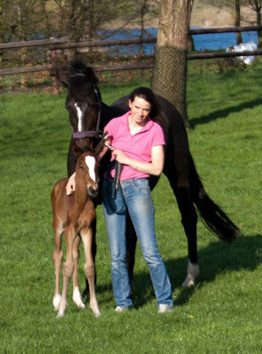 Trakehner Hengstfohlen von Oliver Twist u.d. u.d. Pr.St. Hannah v. Freudenfest - Foto: Ltteken