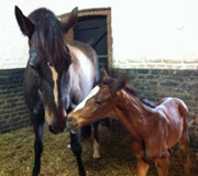 Prmienstute Hannah mit ihrem Hengstfohlen von Oliver Twist - Foto: Sahm-Ltteken