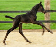 Stutfohlen von Oliver Twist x Hohenstein x Kostolany, Foto: Beate Langels