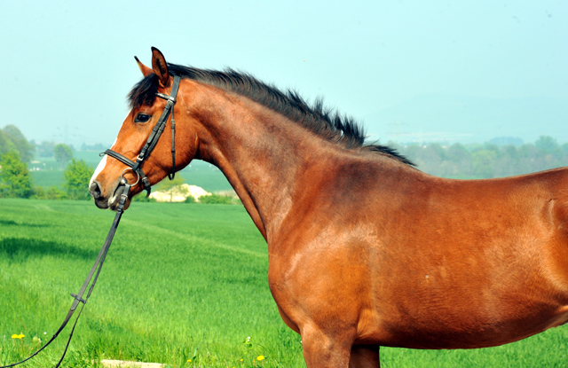 Schwalbenpoesie von Exclusiv- copyright Beate Langels, Trakehner 
Gestt Hmelschenburg