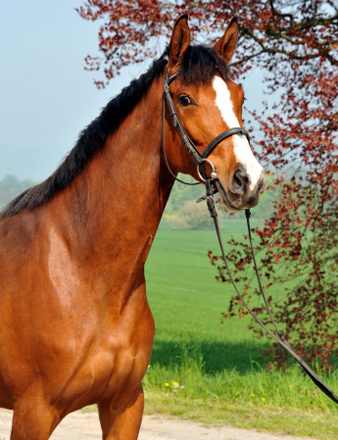 Trakehner Stute von Exclusiv u.d. Schwalbenfee v. Freudenfest, Foto Beate Langels