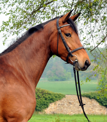 Trakehner Stute Giulietta von Saint Cyr u.d. Pr. u. St.Pr.St. Guendalina von Red Patrick xx