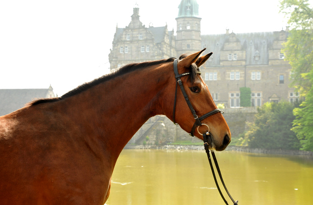 Trakehner Stute Giulietta von Saint Cyr u.d. Pr. u. St.Pr.St. Guendalina von Red Patrick xx, Gestt Hmelschenburg - Beate Langels