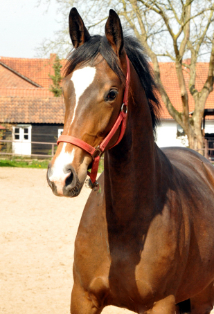 Tacyra von Saint Cyr als Zweijhrige in Hmelschenburg - Foto Beate Langels